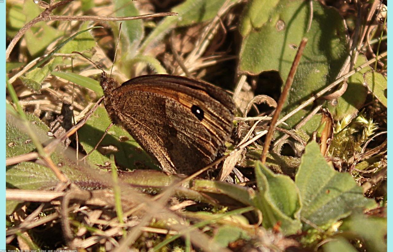 Traitement contre l'anthrène des tapis