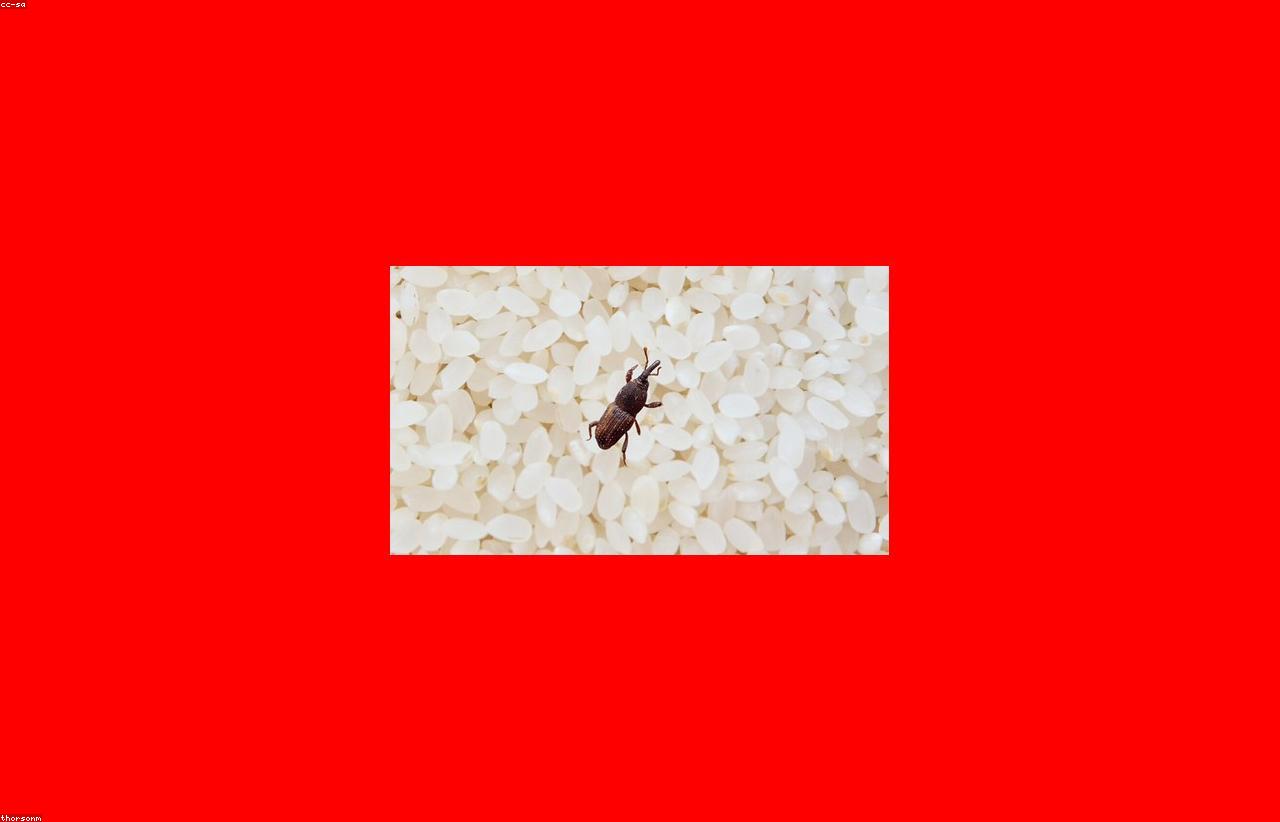 Traitement contre le charançon du riz