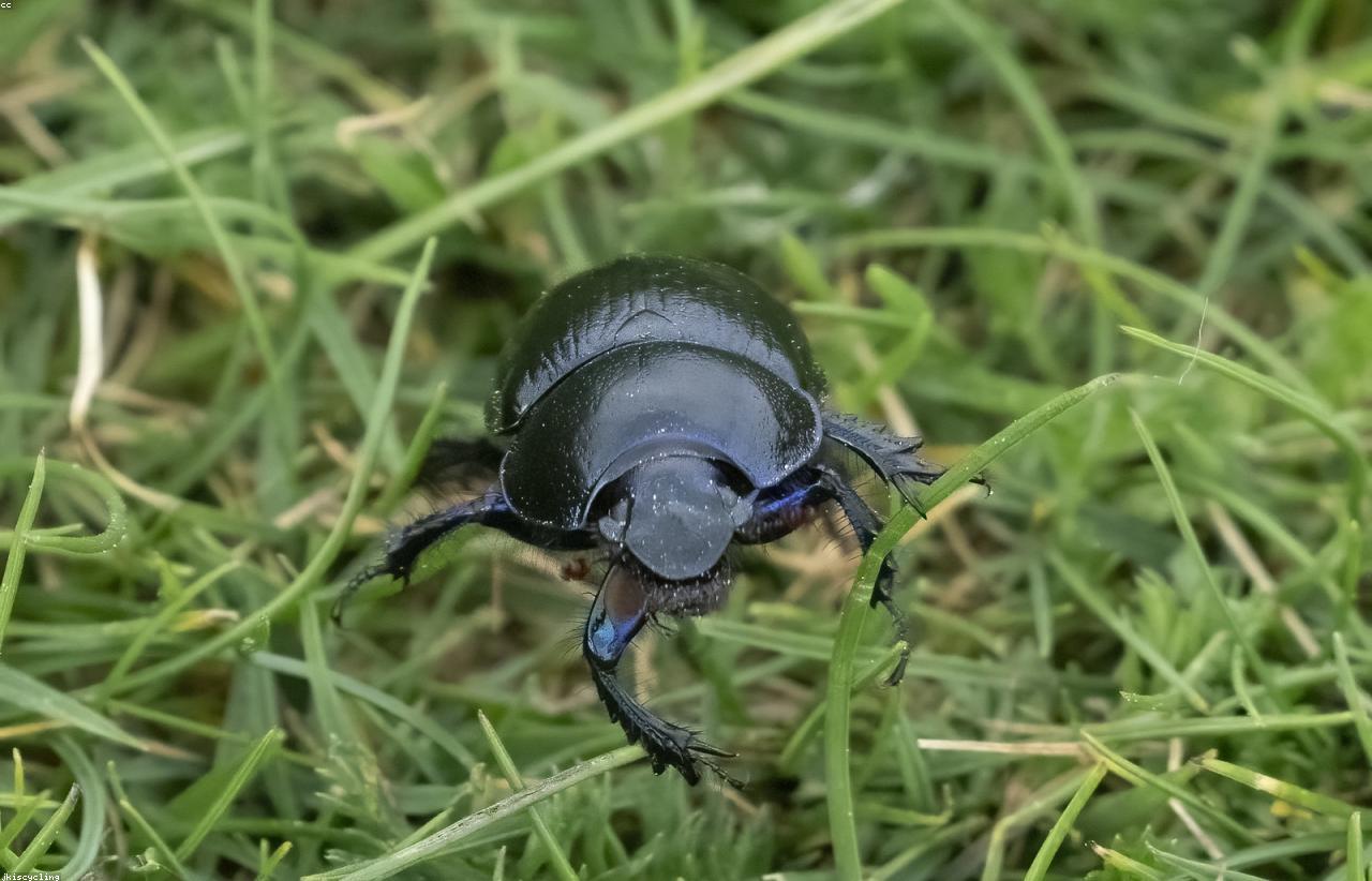 Traitement contre les coléoptères des denrées