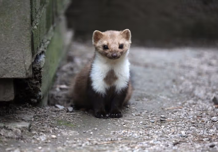 Éloignement des fouines