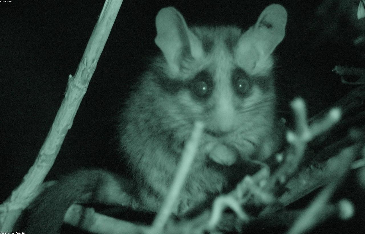 Éloignement des loirs